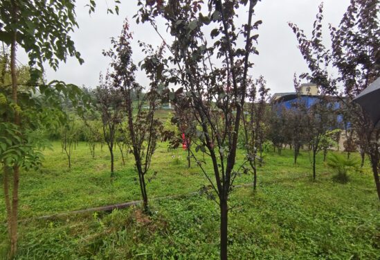 Fruit tree plantation on a soil covered coal mining heap in Guizhou Province